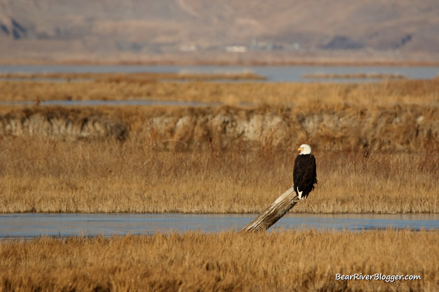bald eagle sitting on a post