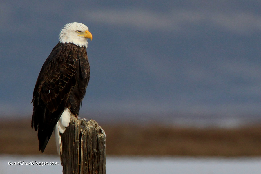 bald eagle on the bear river migratory bird refuge