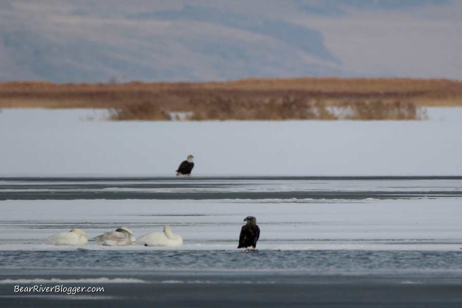 bald eagles and swans on the ice on the bear river migratory bird refuge