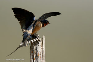 barn swallow on a post
