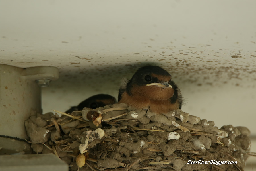 two baby barn swallows in a nest
