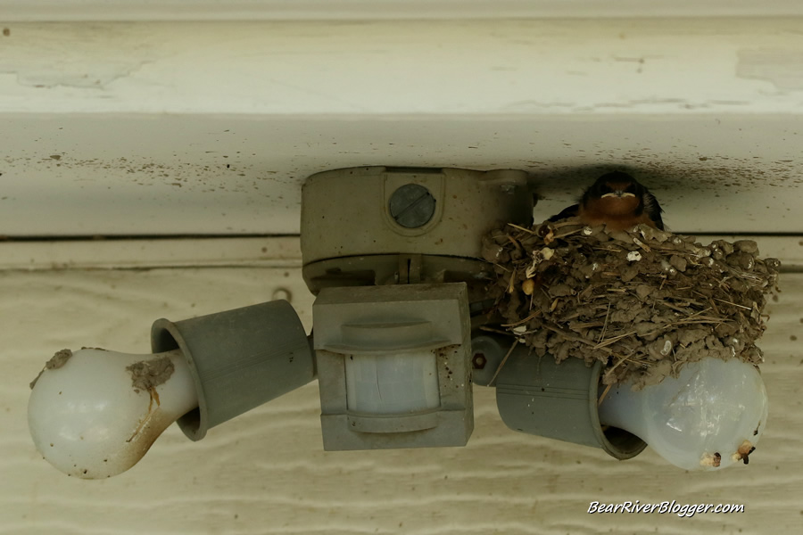 barn swallow nest with two chicks