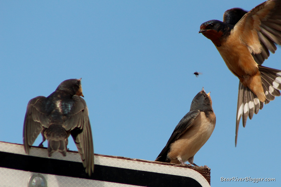 barn swallow dropping a fly to feed their young