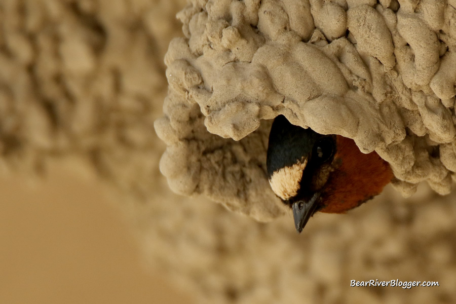 barn swallow head sticking out of a mud nest