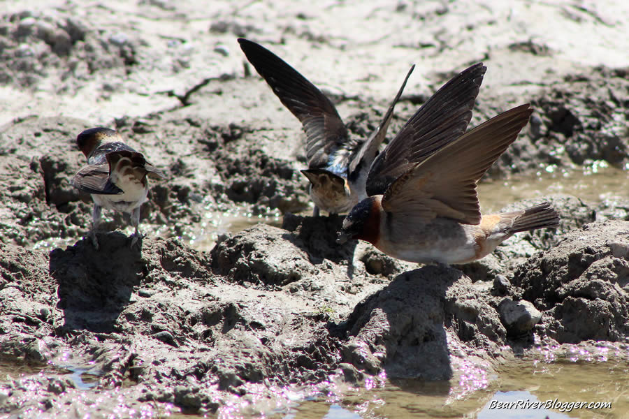 barn swallows picking up mud to build a nest