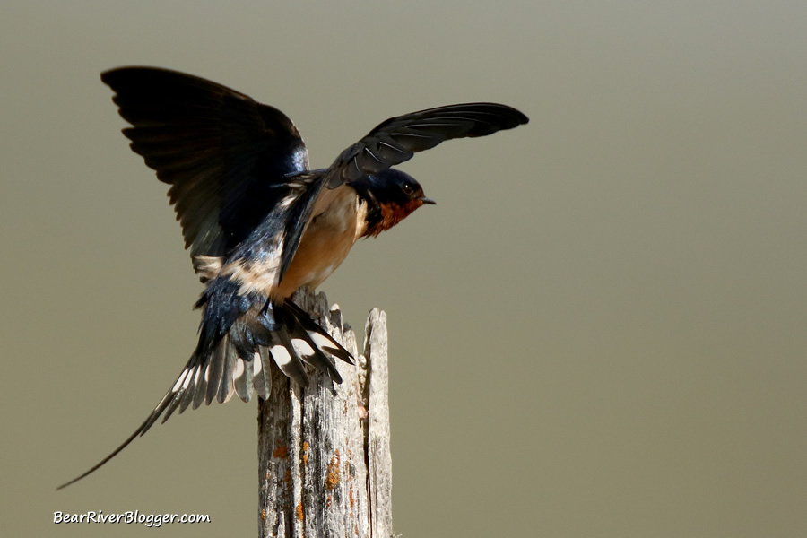 Swallows keeps going images