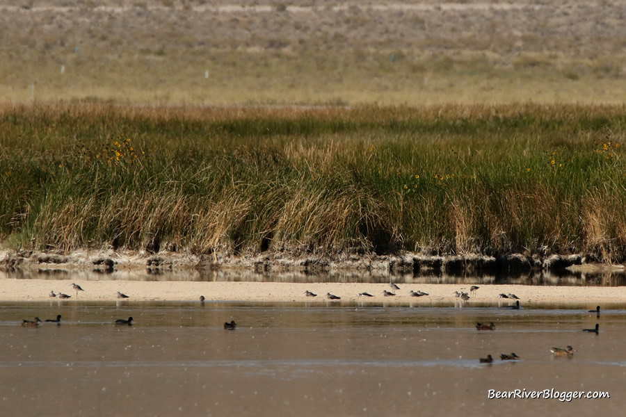 ducks and shorebirds sitting on the water at fish springs nwr