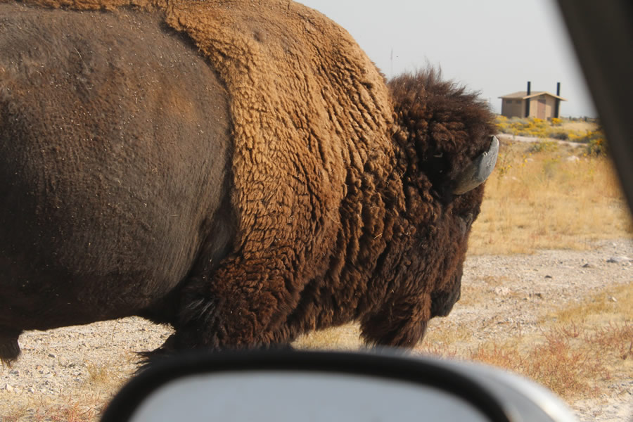 a bison just a few feet away from a vehicle