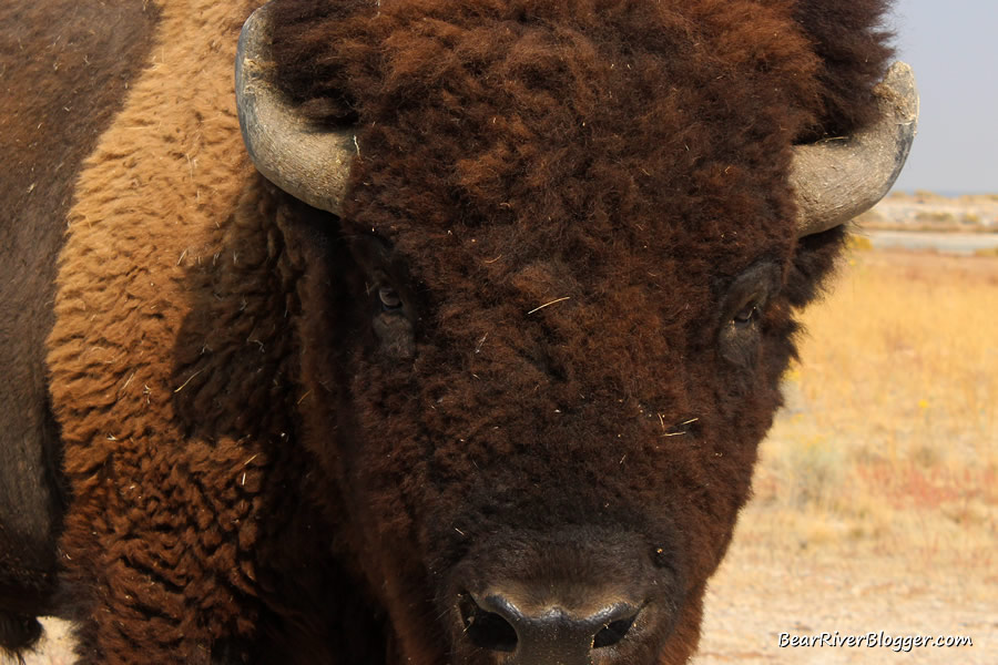 bison on antelope island