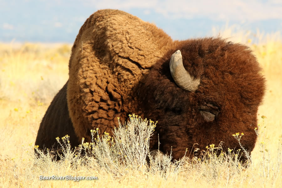 bison laying down on antelope island

