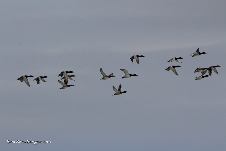 canvasback duck in flight on the bear river migratory bird refuge