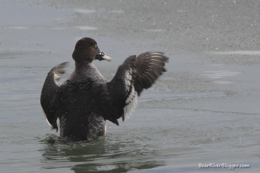 common golden-eye duck with a fish in its beak