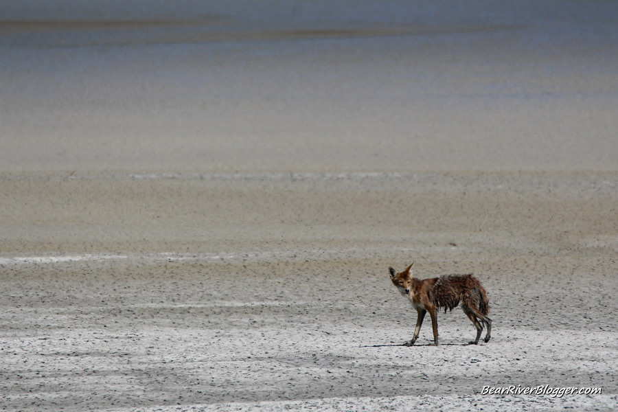 coyote on a mud flat on antelope island
