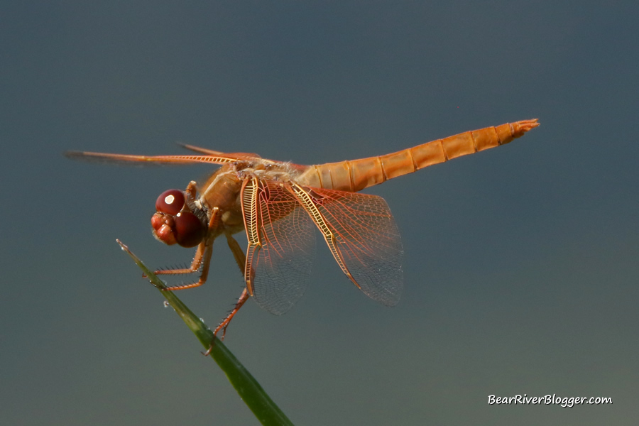 dragonfly perched on a reed