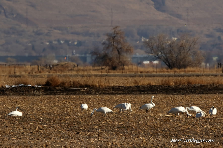 flock of trumpeter swans feeding in a corn field