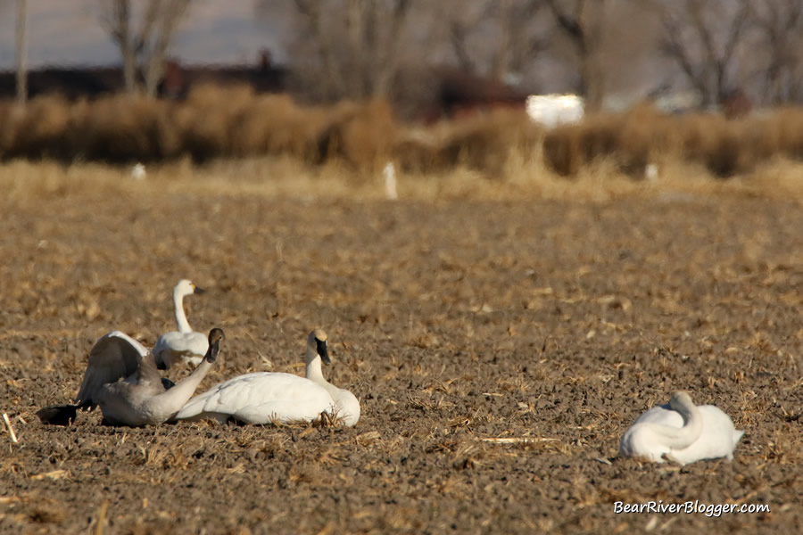 four trumpeter swans in a field