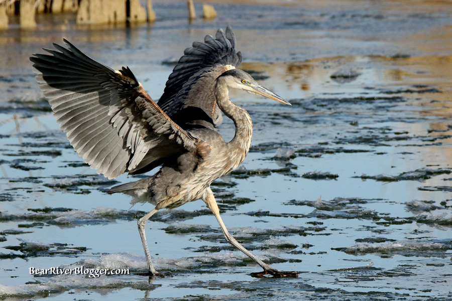 great blue heron on the ice