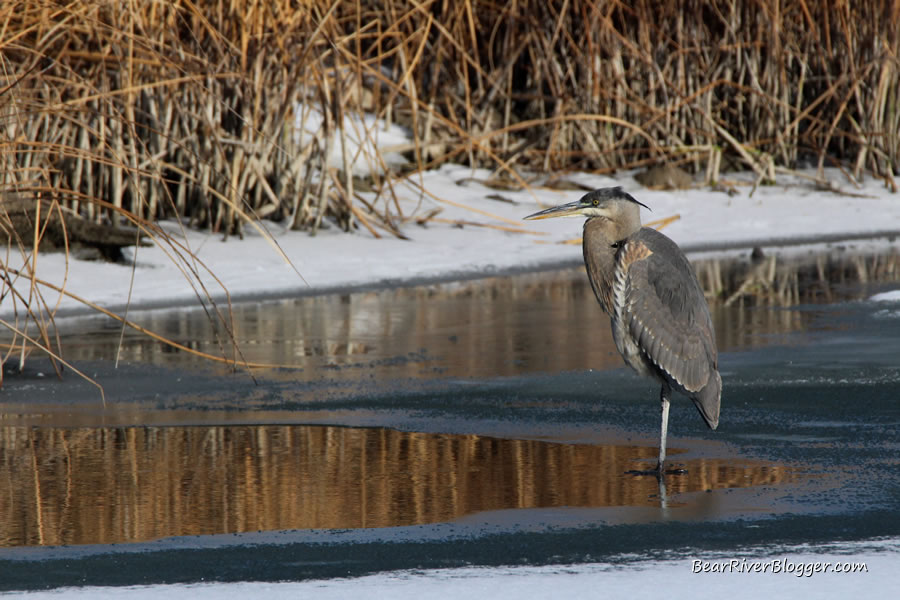 great blue heron standing on the ice