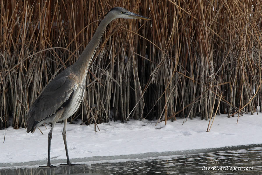 great blue heron on the ice