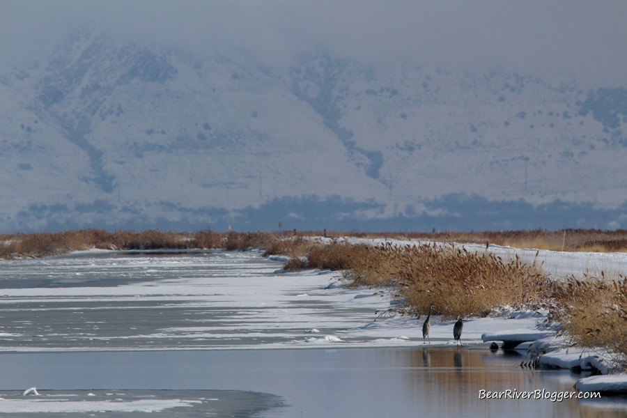 two great blue herons on the ice