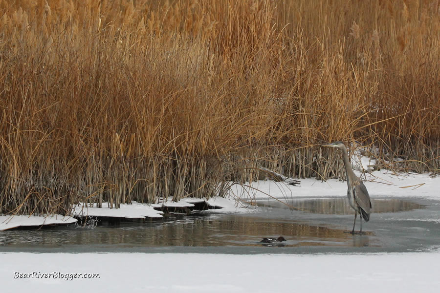 great blue heron and common golden-eye duck on the bear river migratory bird refuge