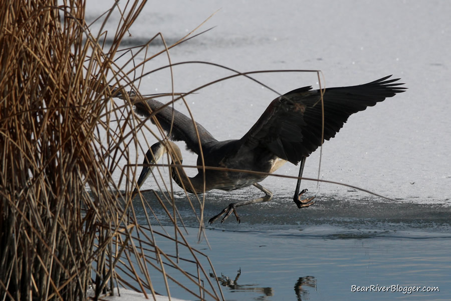 great blue heron diving into the water