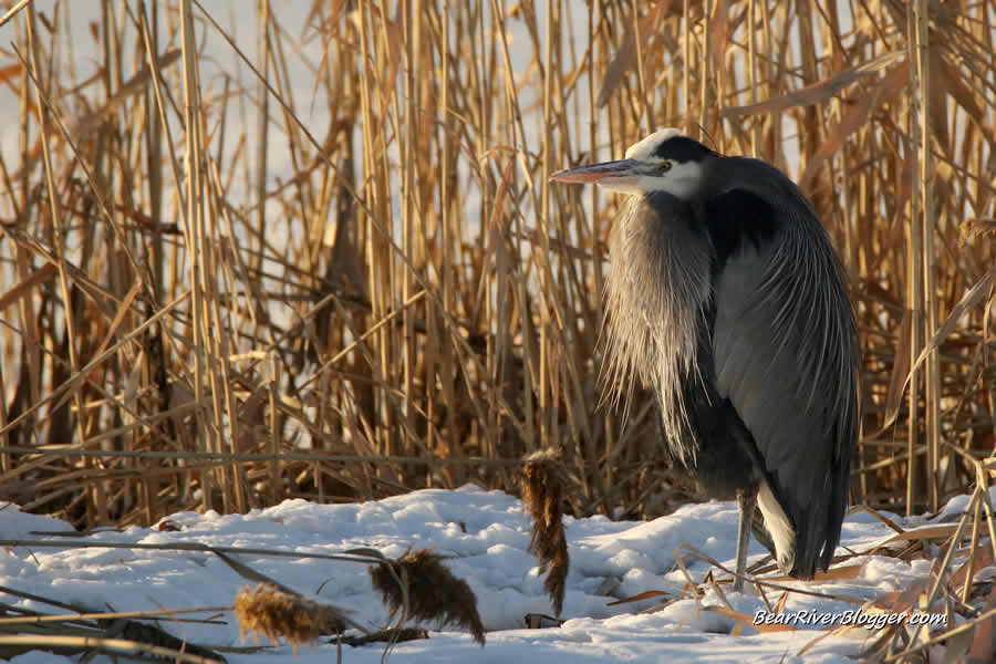 great blue heron standing in a wetland during winter