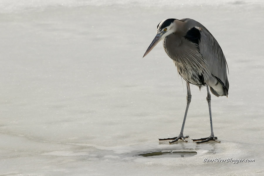 great blue heron standing over a small ice hole on the bear river migratory bird refuge