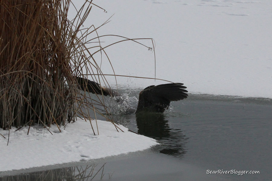 great blue heron diving into icy water