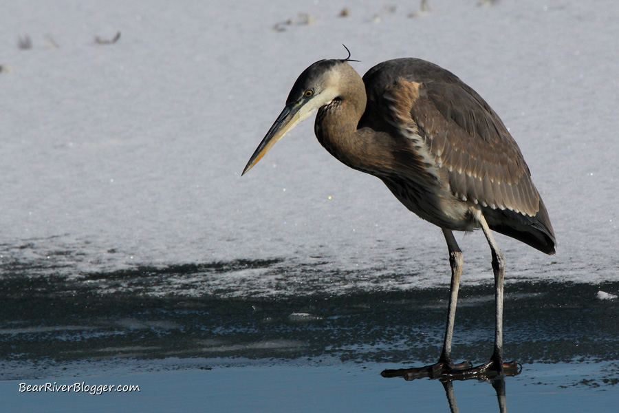 great blue heron fishing