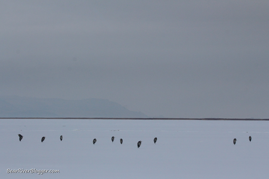 great blue herons standing on the ice