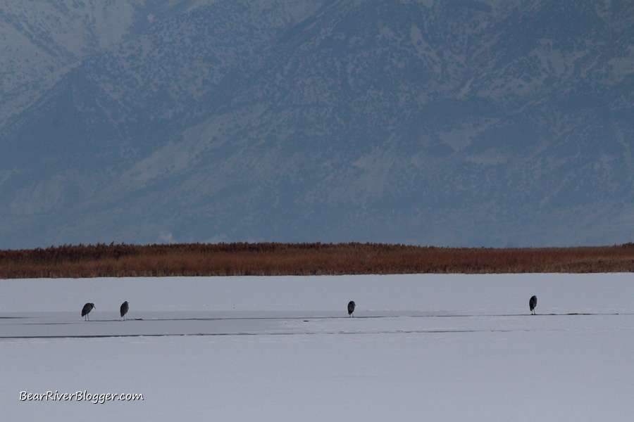 great blue herons standing on the ice on the bear river migratory bird refuge.