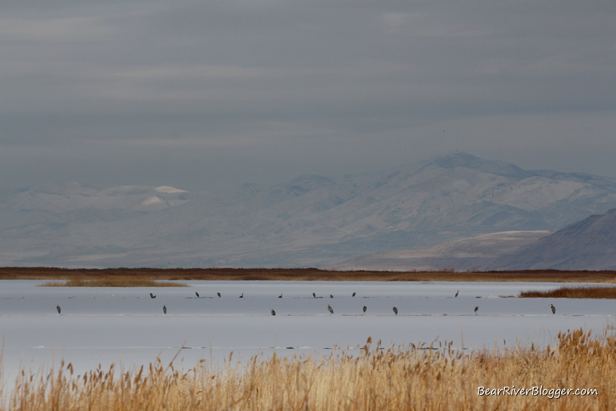 A flock of great blue herons standing on the ice