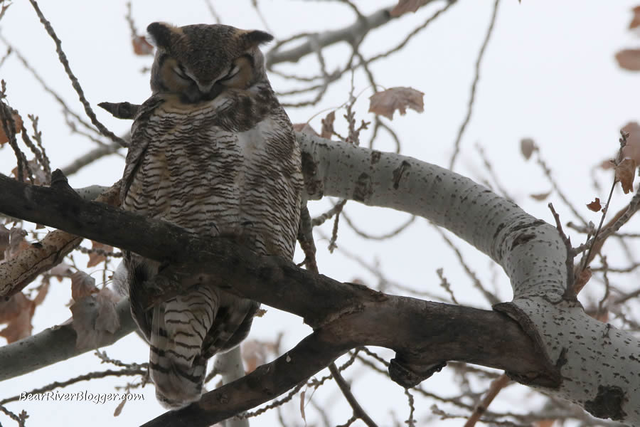 great horned owl sitting in a tree on antelope island