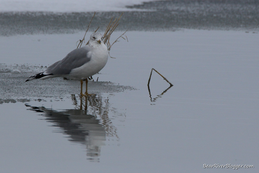 ring-billed gull standing on the ice