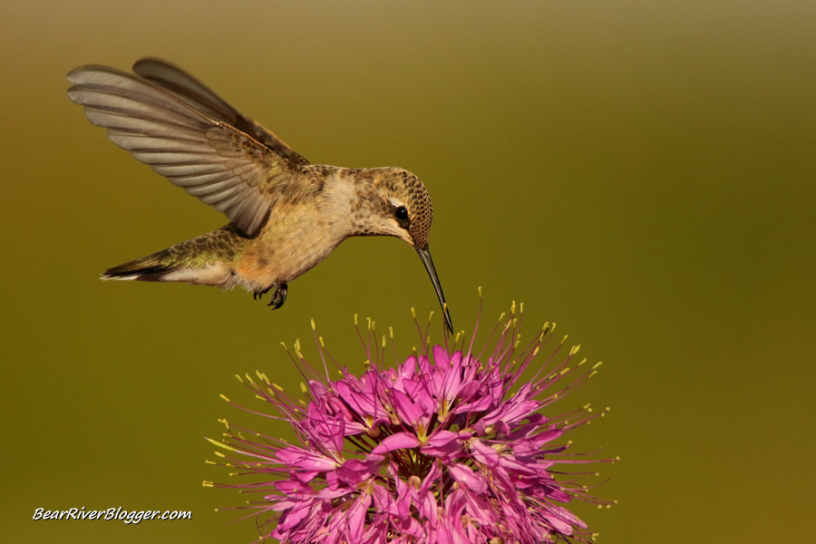 hummingbird feeding on a flower on antelope island state park
