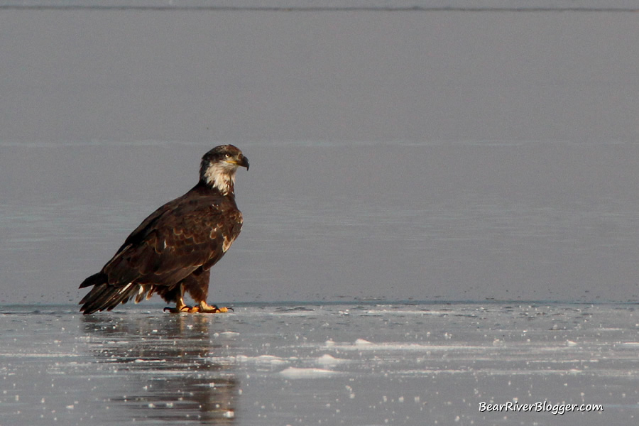 immature bald eagle standing on the ice