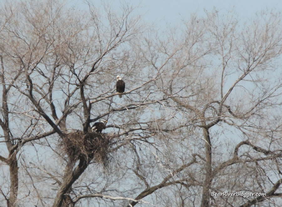 two bald eagles in a nest
