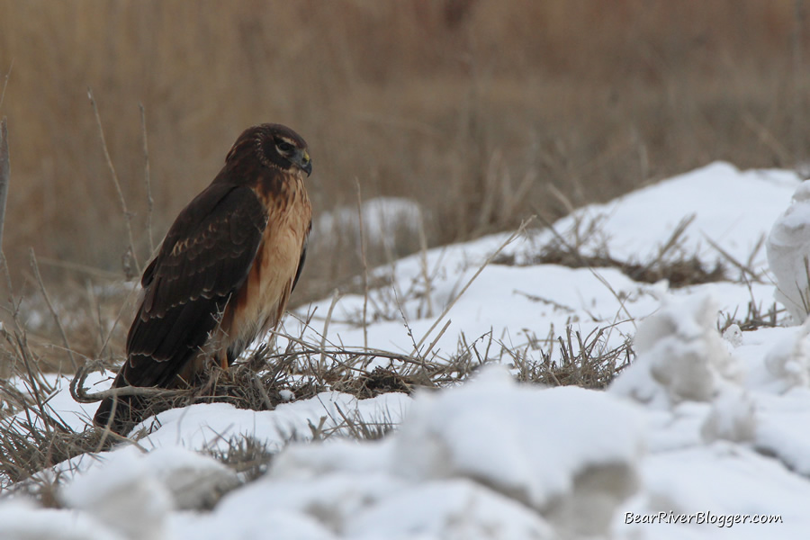 northern harrier sitting on the side of the refuge auto tour route