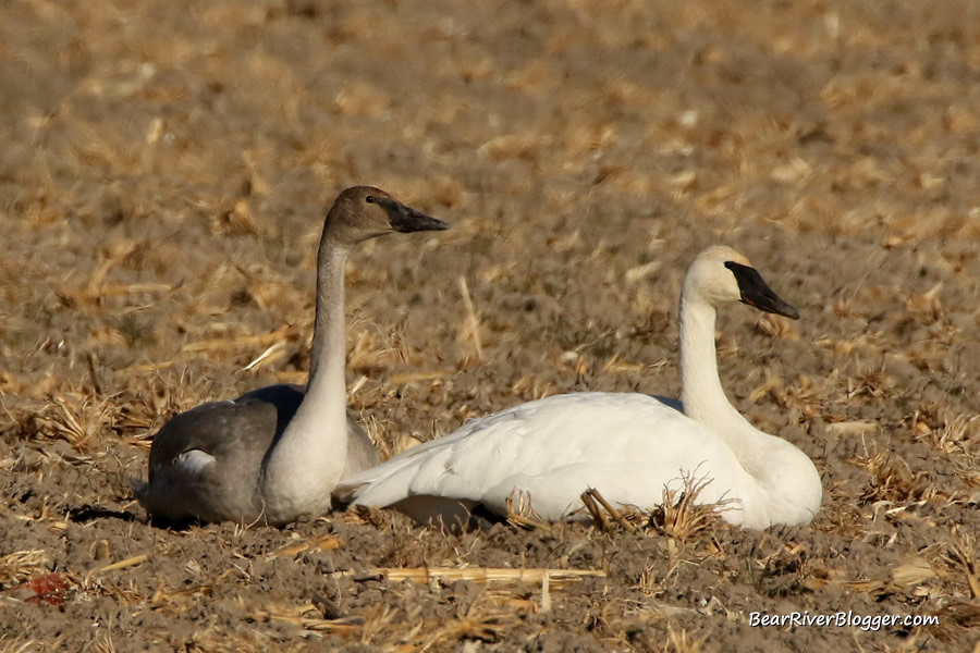 two trumpeter swans in a field
