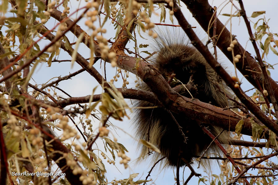 porcupine in a tree on antelope island