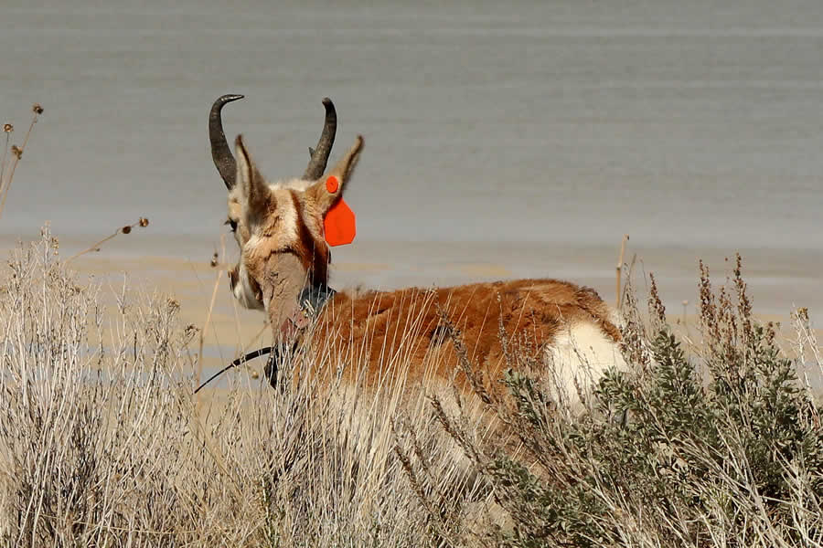 pronghorn on antelope island with an ear tag and radio collar