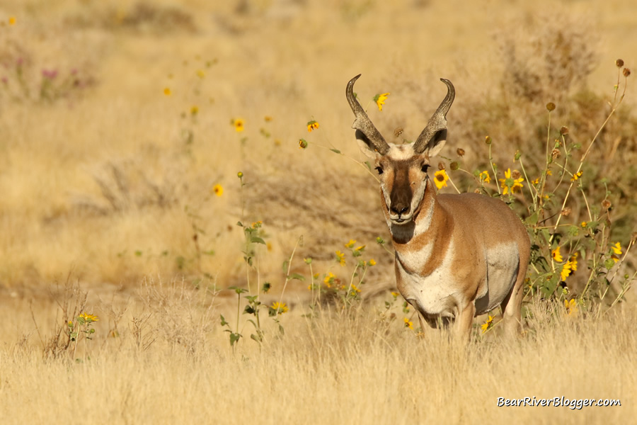 pronghorn antelope on the pony express trailo