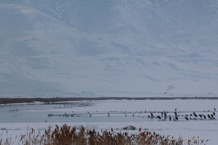 bear river refuge auto tour route in winter