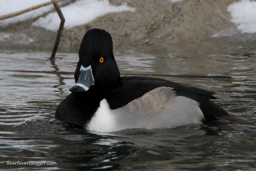 ring-necked duck sitting on the water on the bear river migratory bird refuge
