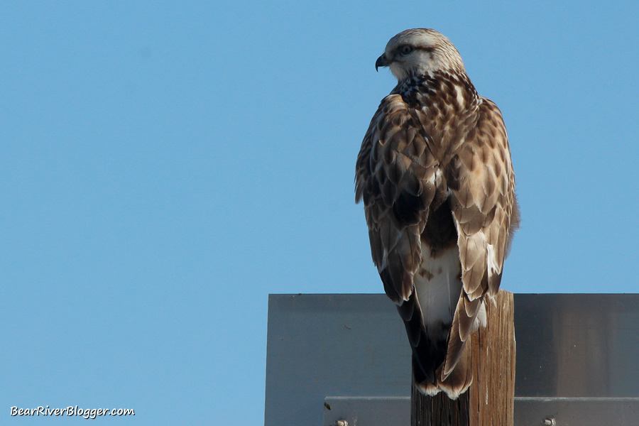 rough-legged hawk sitting on a sign on the bear river bird refuge