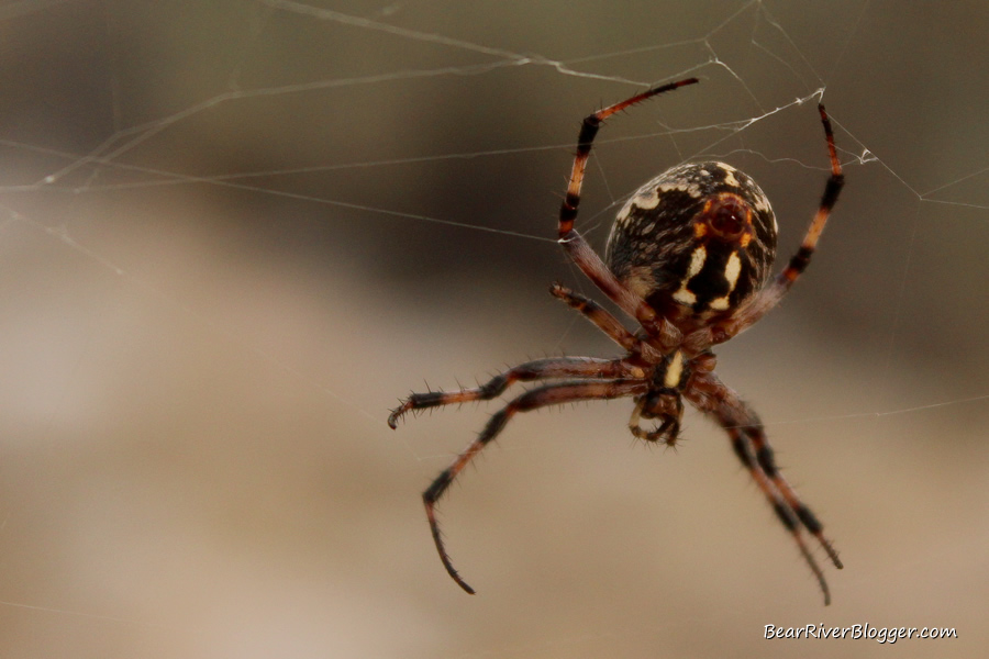 spider on a web on antelope island
