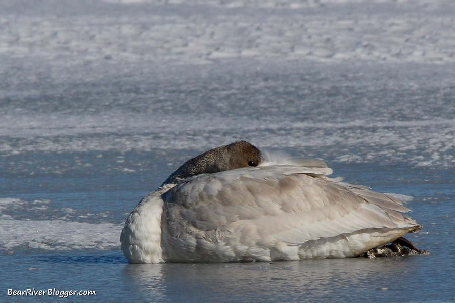 swan on the ice on the bear river bird refuge