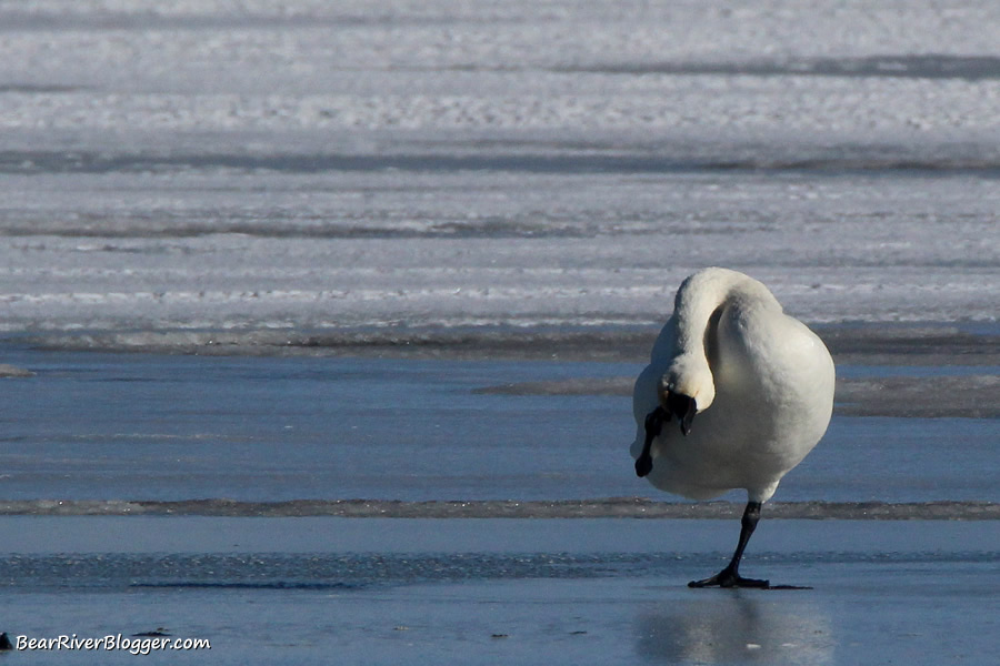 tundra swan on the ice
