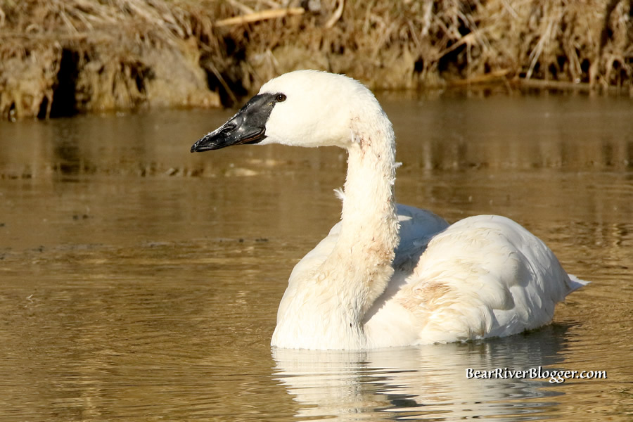 trumpeter swan on the water on the bear river migratory bird refuge